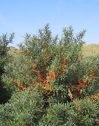 Sea buckthorn