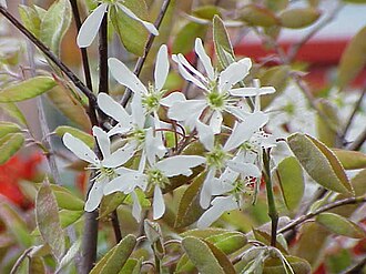 Serviceberry