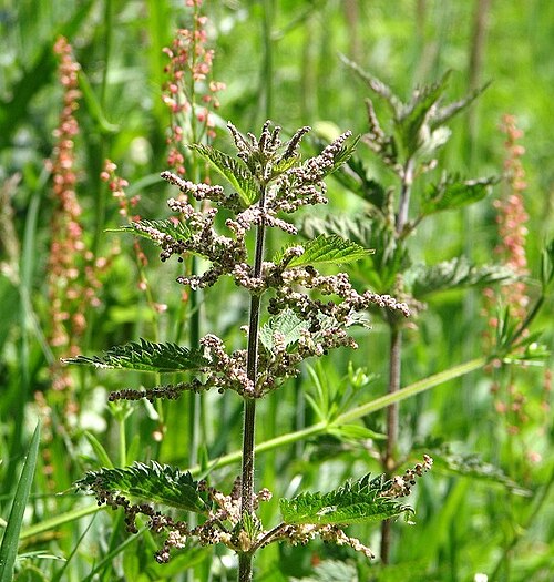 Stinging Nettle