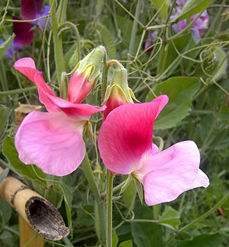 Sweet pea