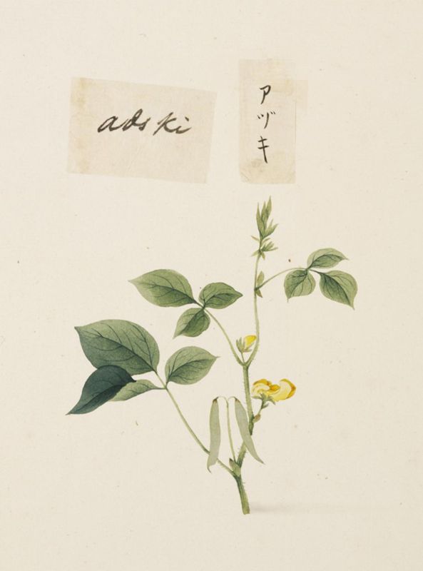 Adzuki bean