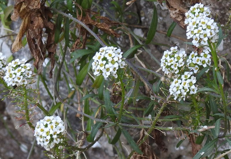 Alyssum