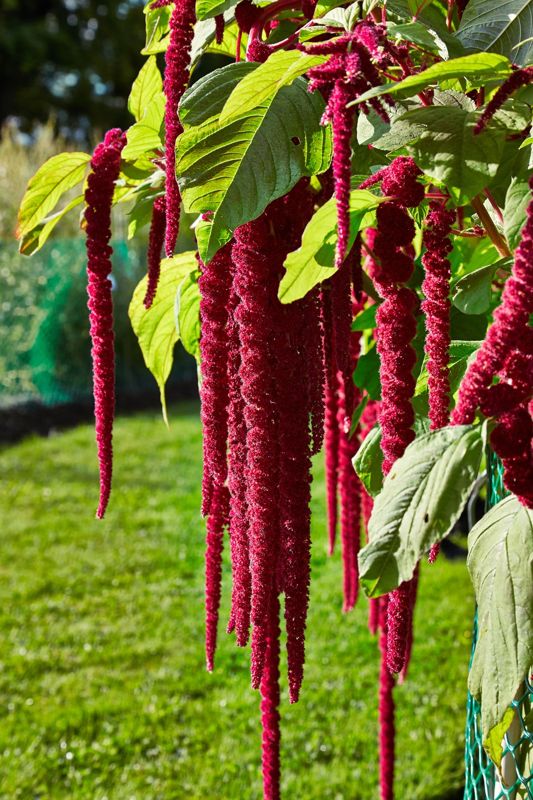 Amaranth