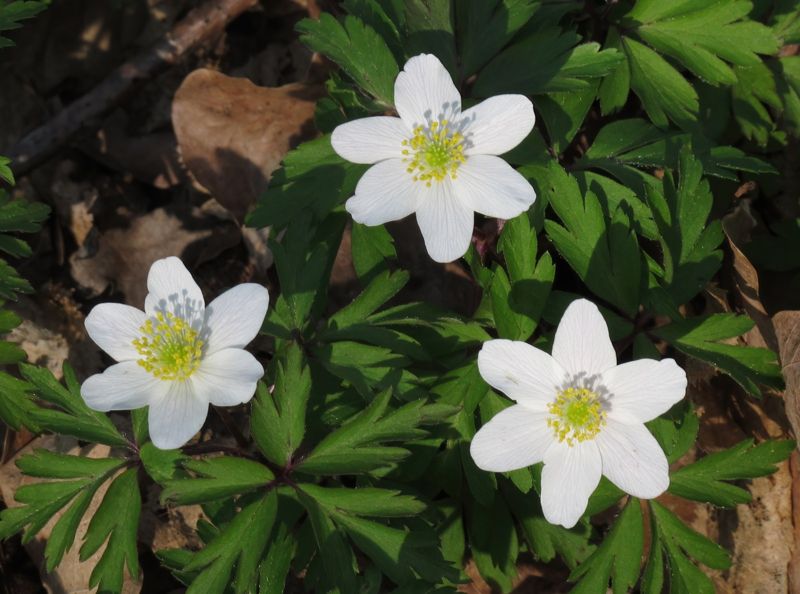 Anemone