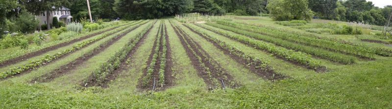 Annual ryegrass