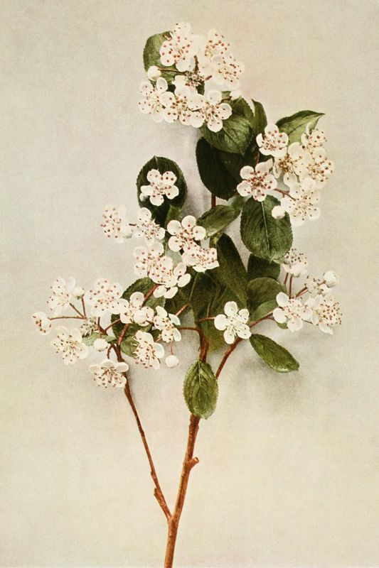 Aronia