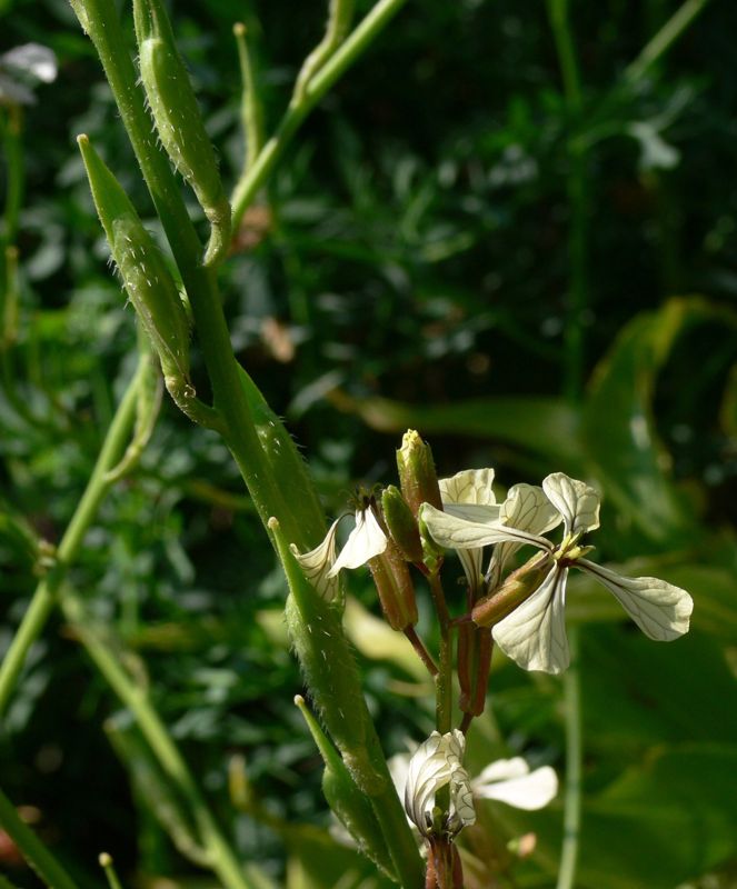 Arugula