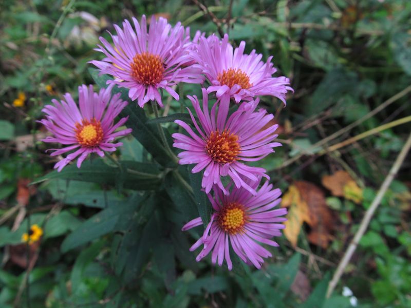 Aster