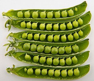 Austrian winter pea