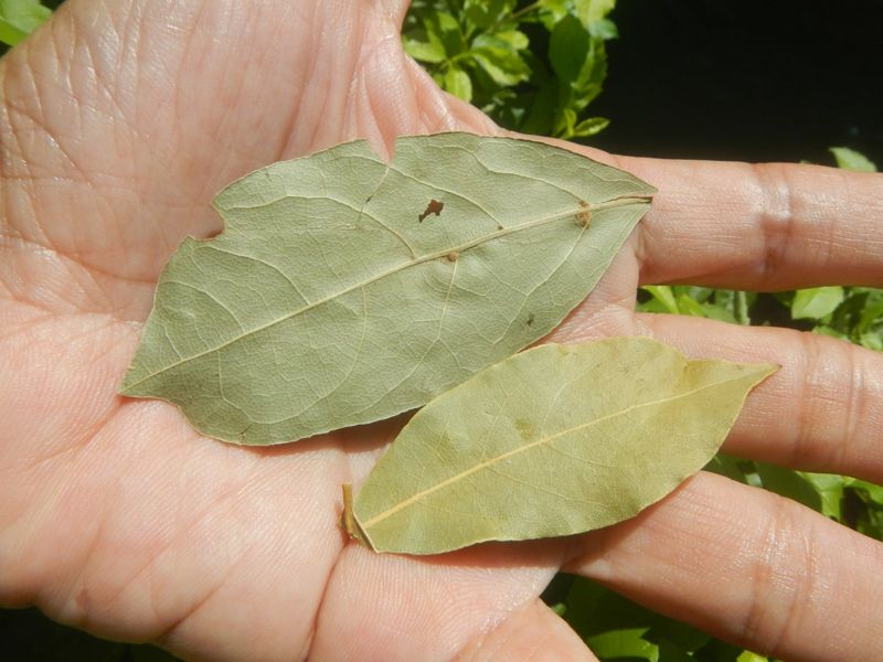 Bay laurel