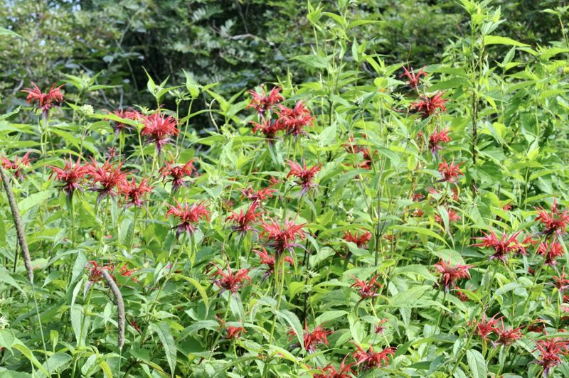 Bee balm