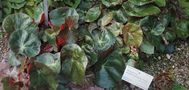 Begonia