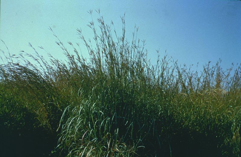 Big bluestem