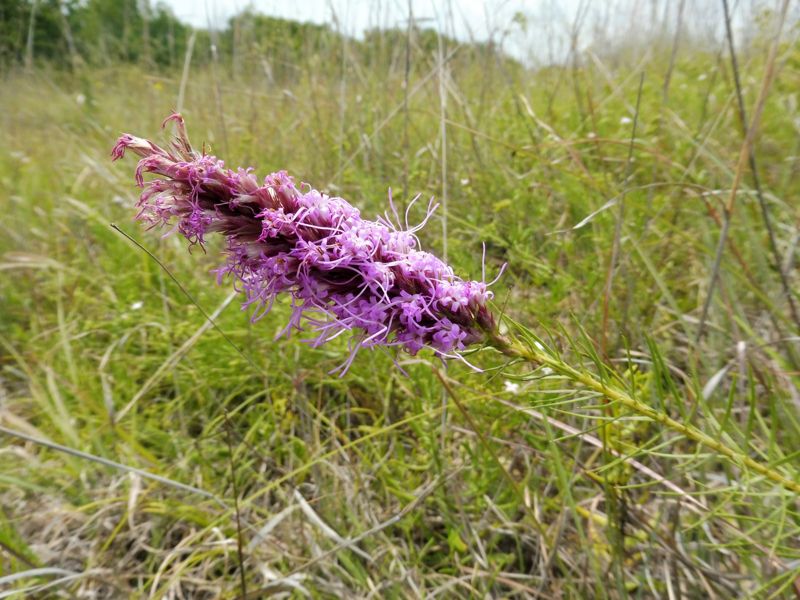 Blazing star