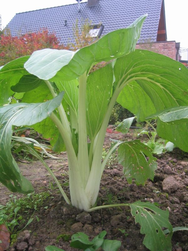 Bok choy