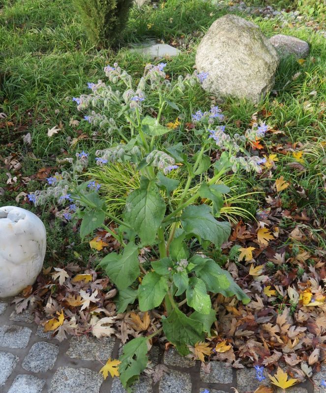 Borage