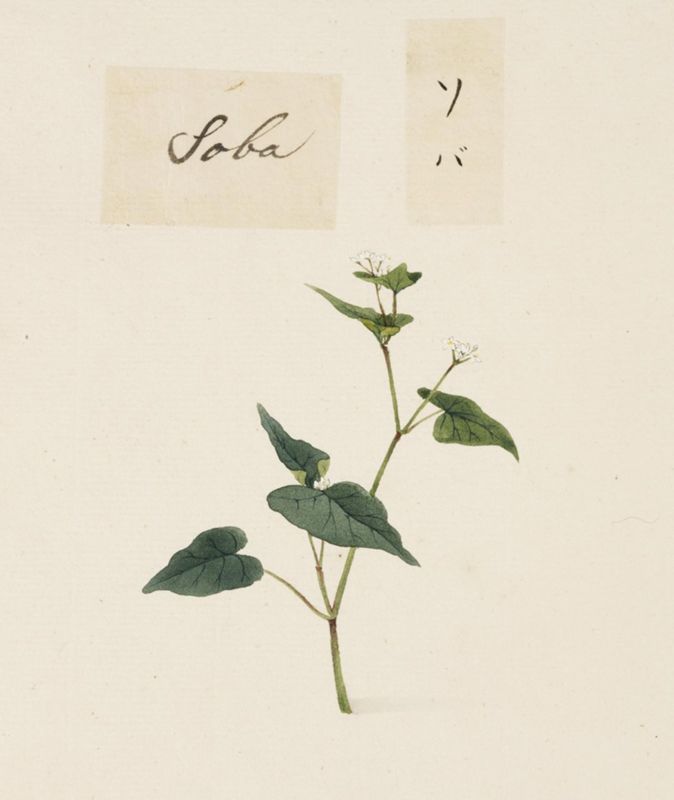 Buckwheat