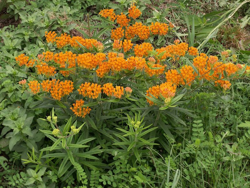 Butterfly weed