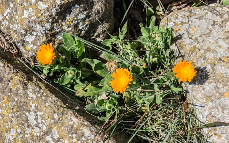 Calendula