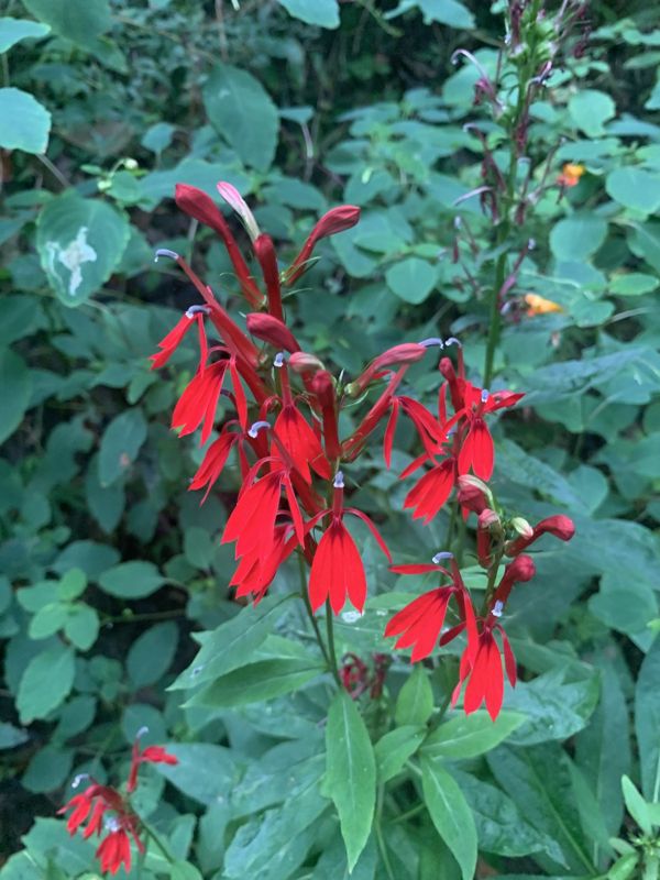 Cardinal flower