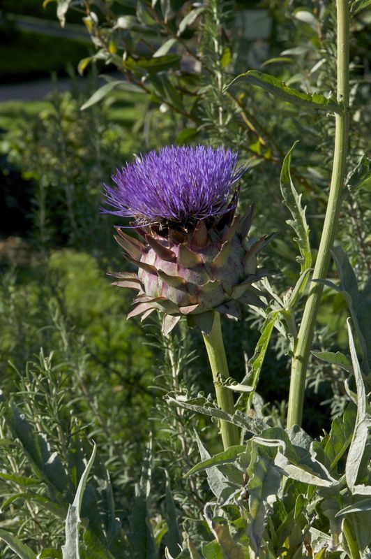 Cardoon