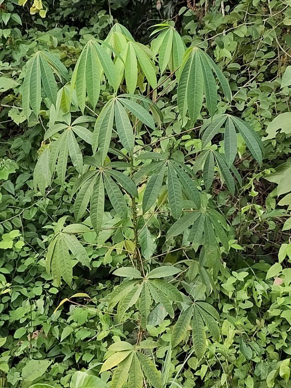 Cassava