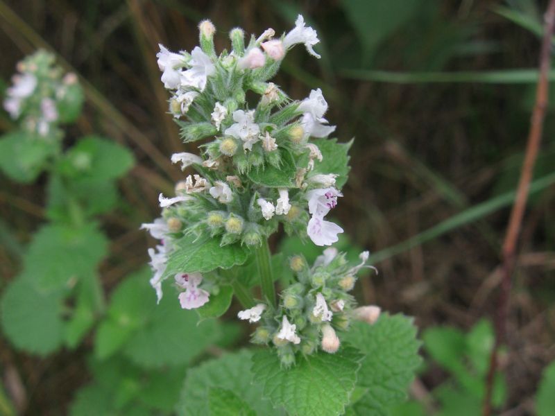 Catnip