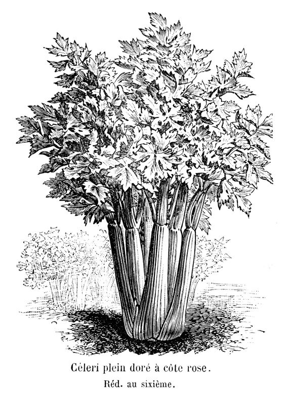 Celery
