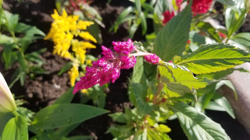 Celosia