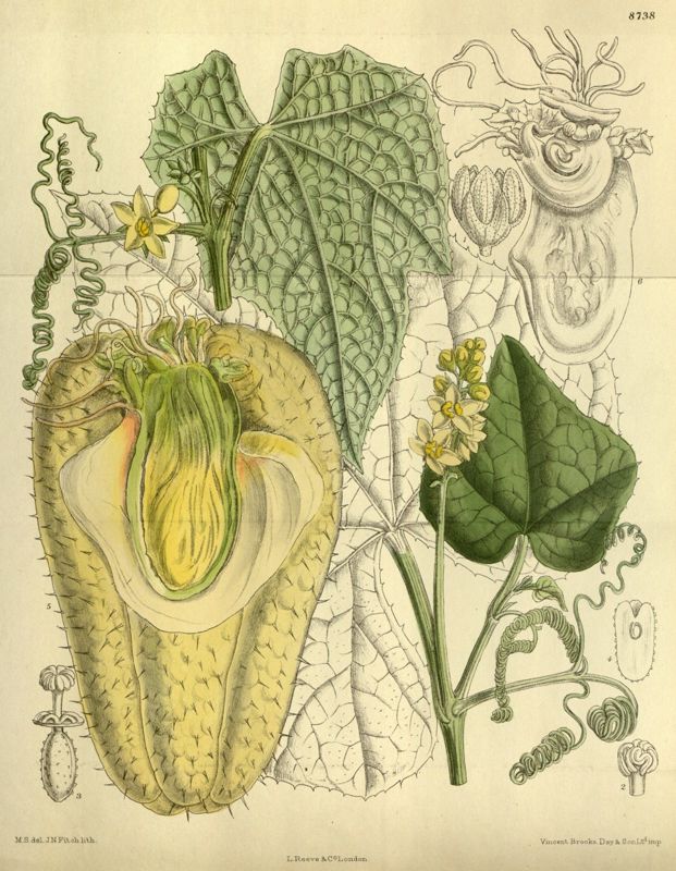 Chayote