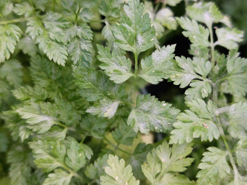 Chervil