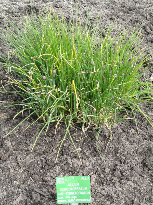 Chives