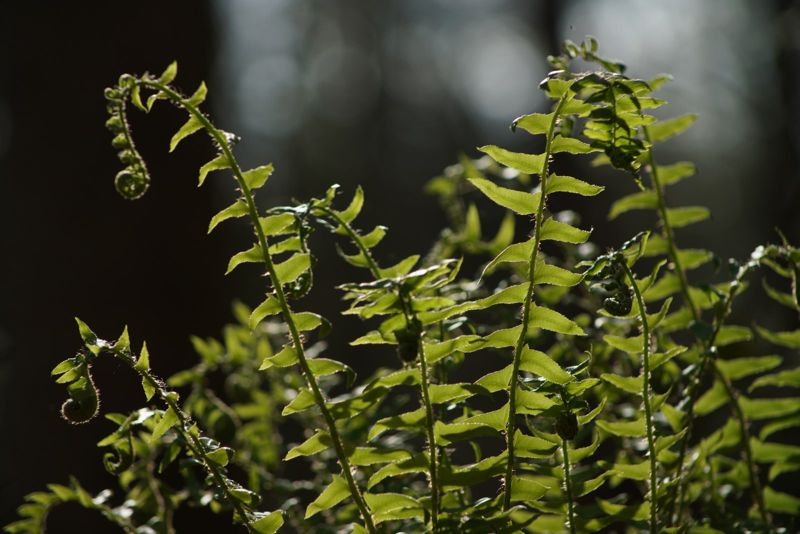 Christmas fern