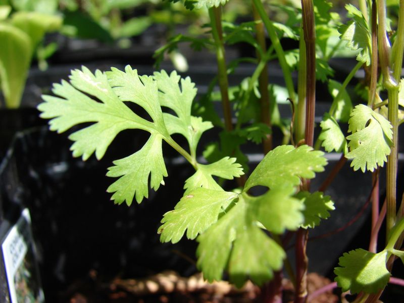 Cilantro