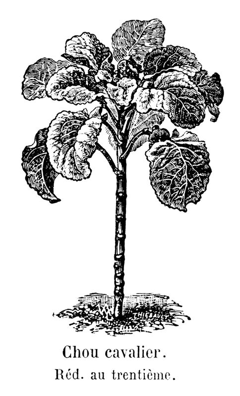 Collard greens