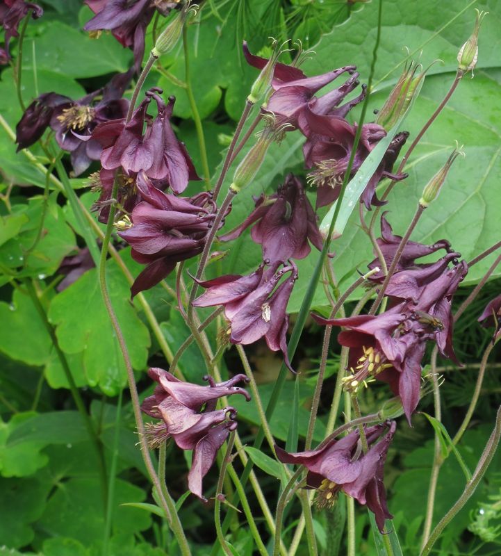 Columbine