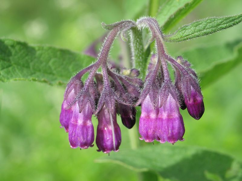 Comfrey