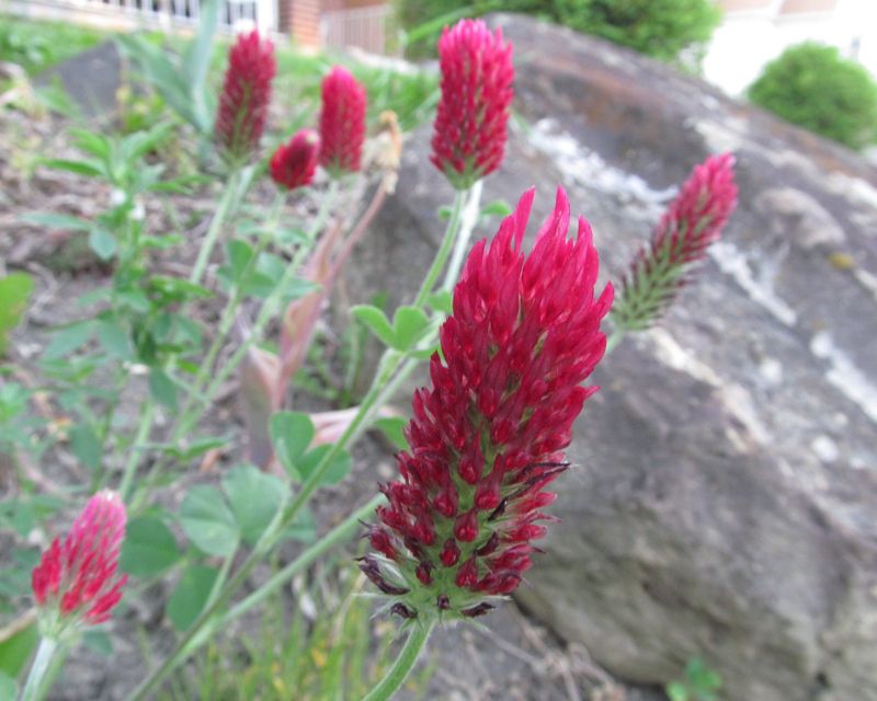 Crimson clover