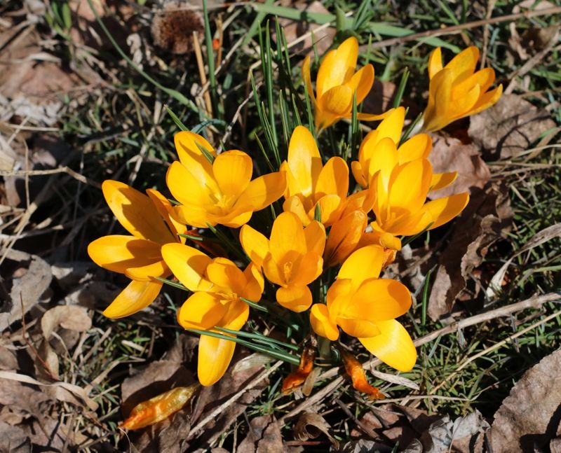 Crocus