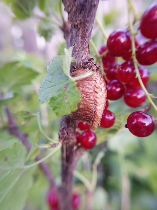 Currant