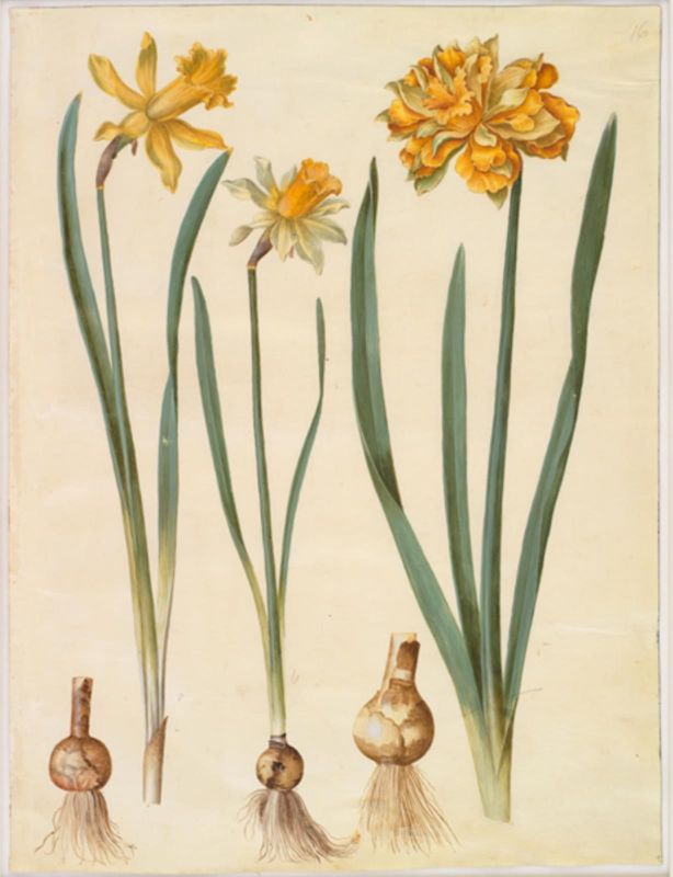 Daffodil