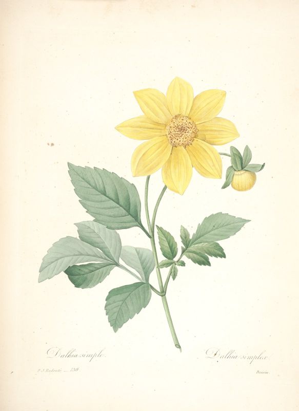 Dahlia
