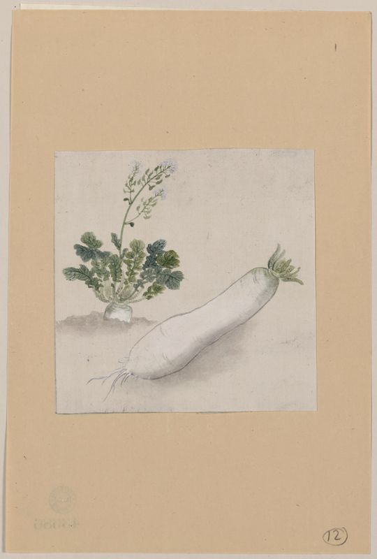 Daikon