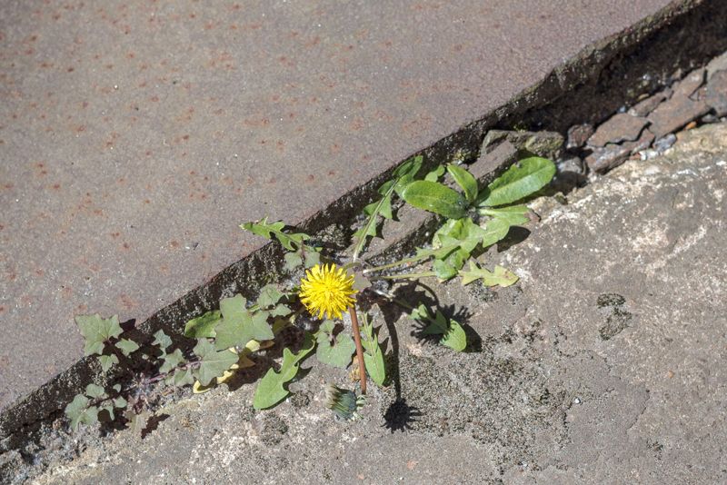 Dandelion
