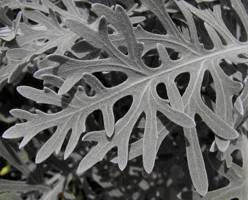 Dusty miller