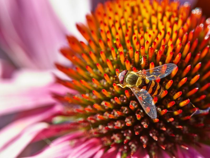 Echinacea