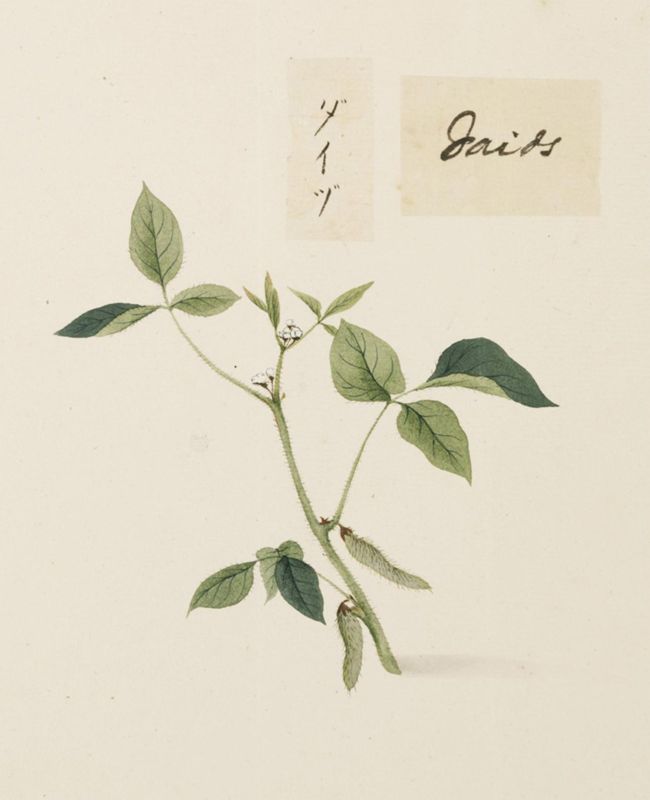 Edamame