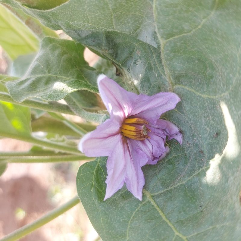 Eggplant