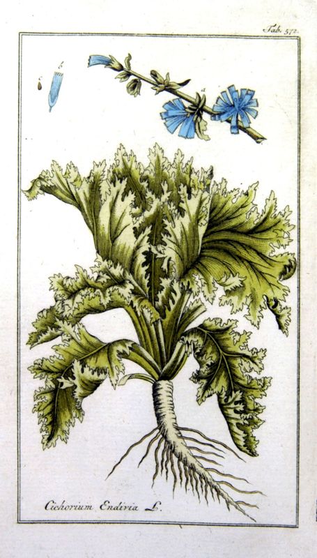 Endive