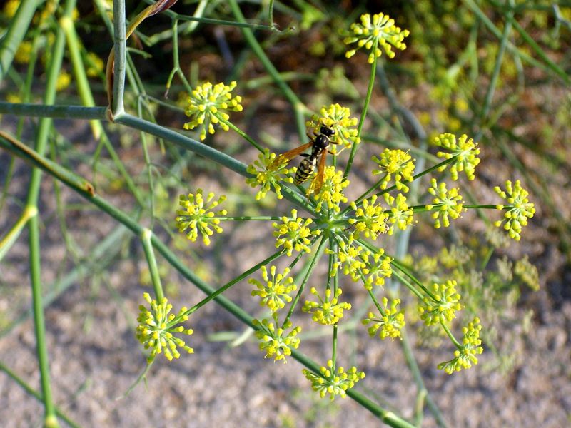 Fennel